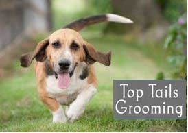 Top Tails Grooming Room & Self Service Dog Wash