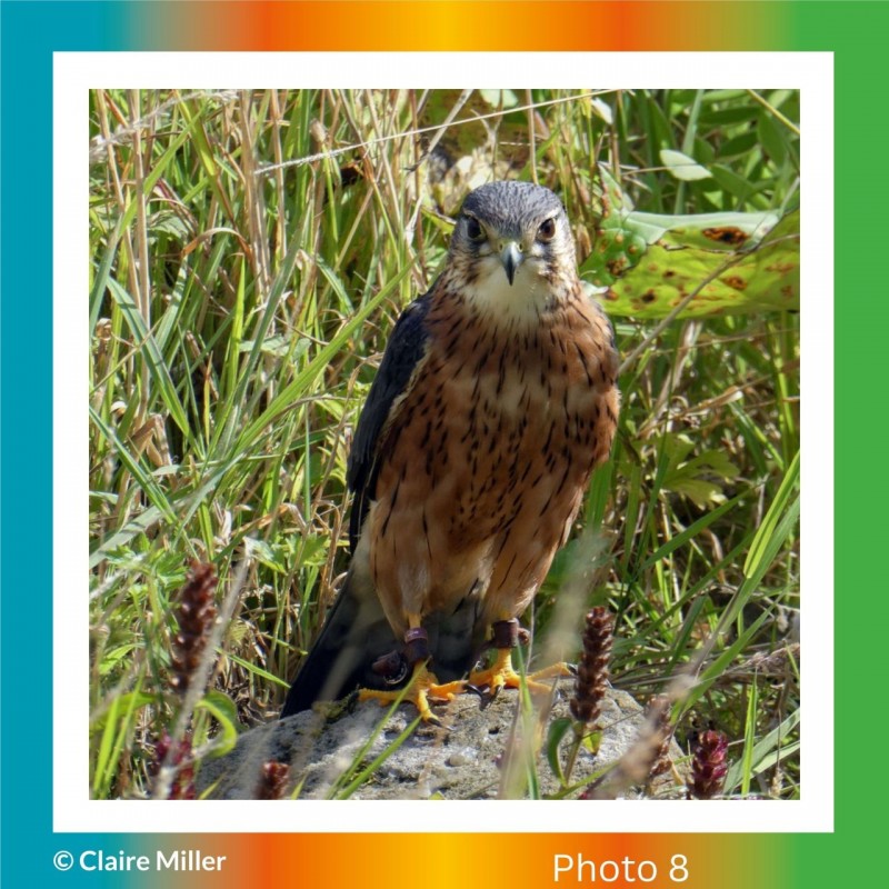 My 2026 Story Creating Calendar