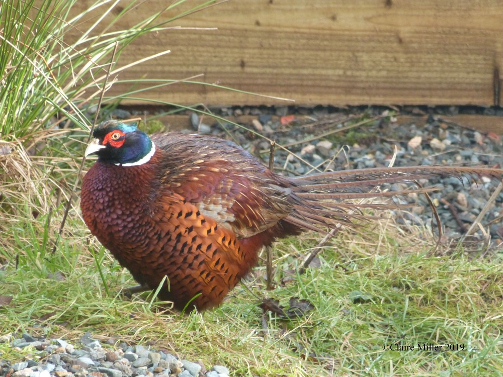 Photo inspiration - what do you think of my new friend who visited the garden?