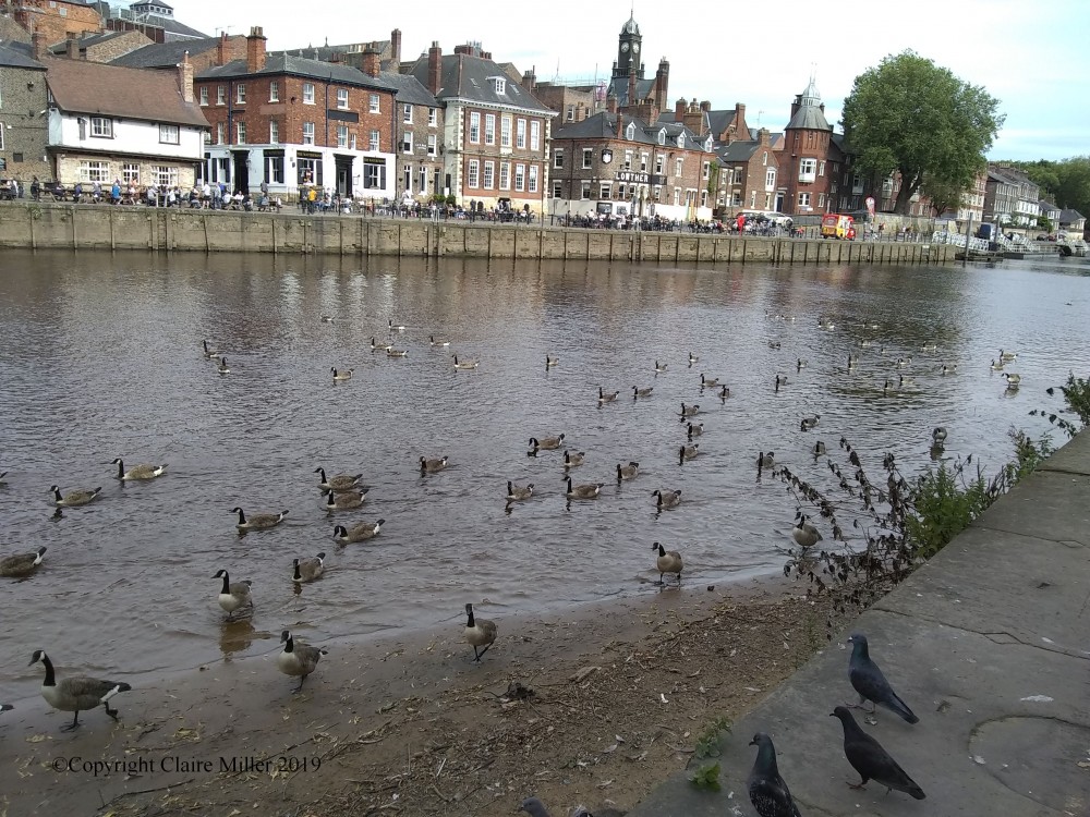 Photo inspiration - How many geese can you see?