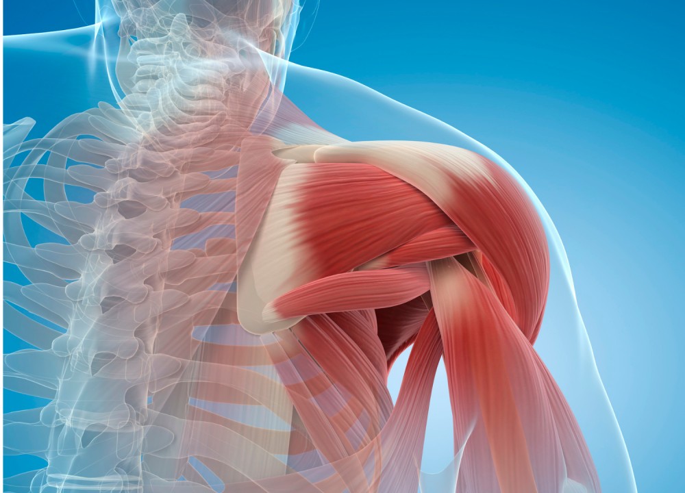 In Focus: The Rotator Cuff- What Is It?